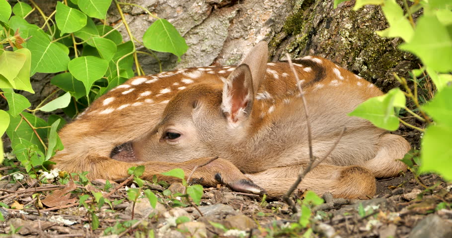 newborn fawn sleeping on the ground near Triadica sebifera or chinese tallow tree , baby Japanese spotted deer take a rest near tree trunk in a forest,closeup, real time shot.