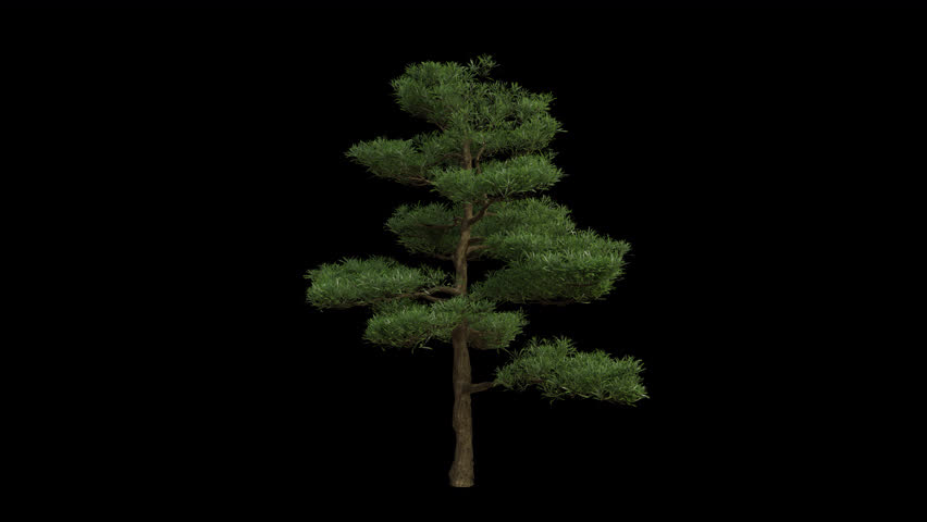Buddhist Pine Tree blowing in the wind. Wind blows the Yew plum pine  Tree. Animated Podocarpus macrophyllus Tree swaying in the wind with Transparent Background. Alpha Channel. Loop Animation