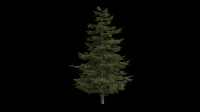 Douglas fir Tree blowing in the wind. Wind blows the Columbian pine Tree. Animated Pseudotsuga menziesii Tree swaying in the wind with Transparent Background. Alpha Channel. Loop Animation - Powered by Shutterstock - Get 15% off with code: PIKWIZARD15
