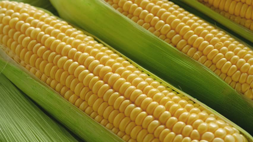 Corn cob. Rotating background of fresh corn, close up.