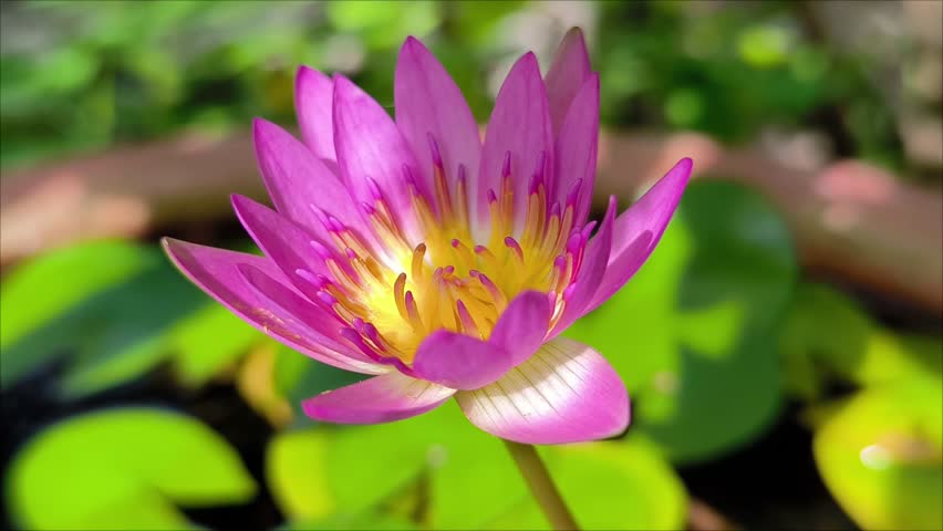 Purple Water Lily Under Sun 