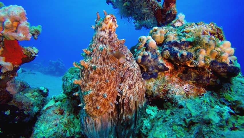 Red Octopus Corals Reef. Underwater tropical big red octopus (Octopus cyanea). Underwater fish reef marine. Tropical colourful underwater seascape.