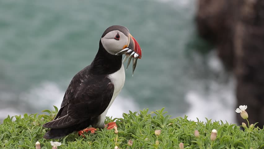 Beautifull Puffin with fish on grass