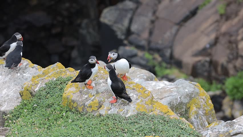 Fife Puffins on the rock 