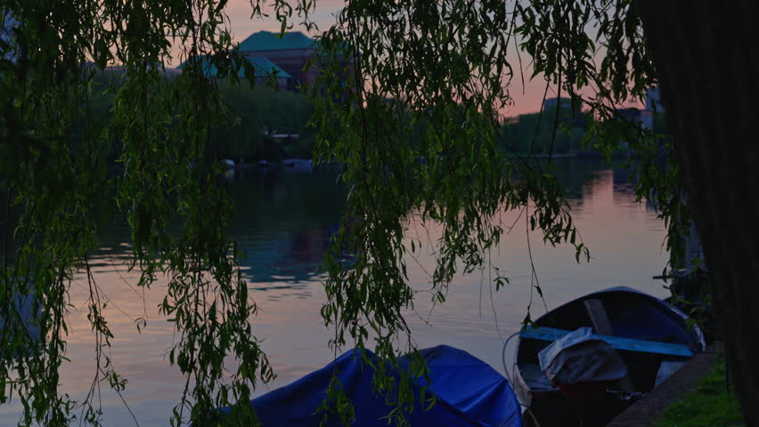 Weeping willows hang on the water