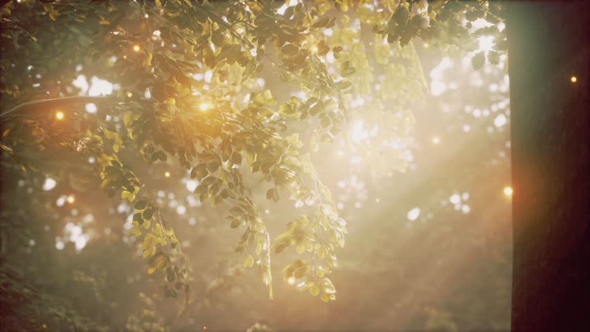 Sunlight Filtered Through Tree Leaves