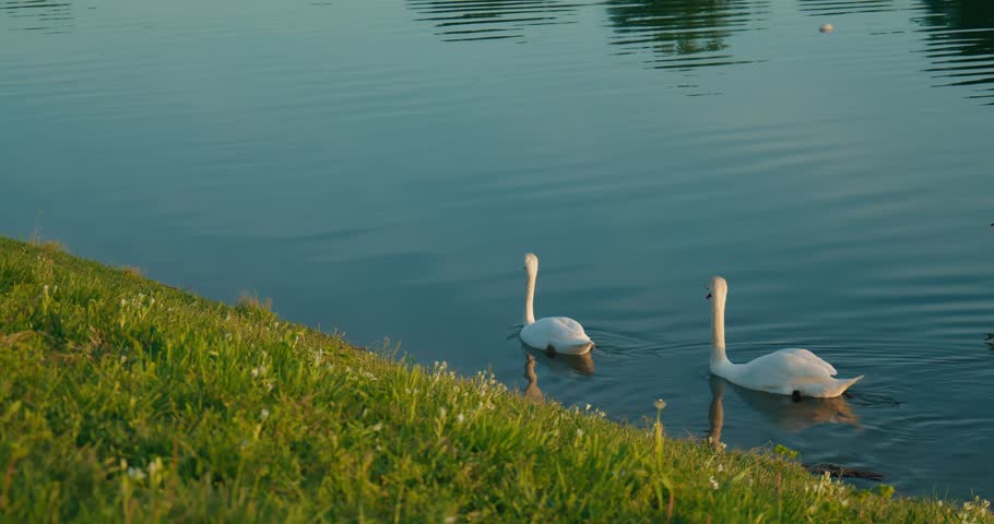 Four swans swimming near a grassy lakeshore at sunset in Jarun Lake, Zagreb.