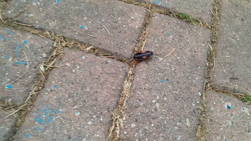 Walking Gryllus on paving slabs. It is genus of field cricket. Gryllus bimaculatus is used as feed for pet and zoo animals, as live food. Creating home by digging hole in the ground.