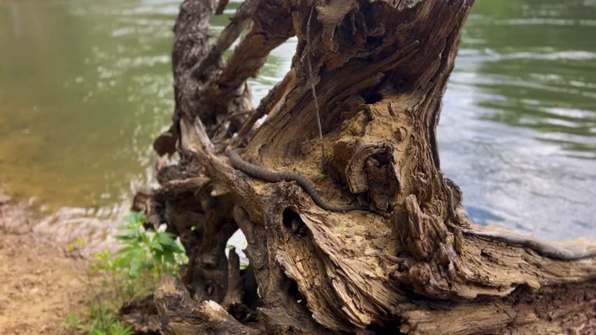 Deadly Water Moccasin Using It