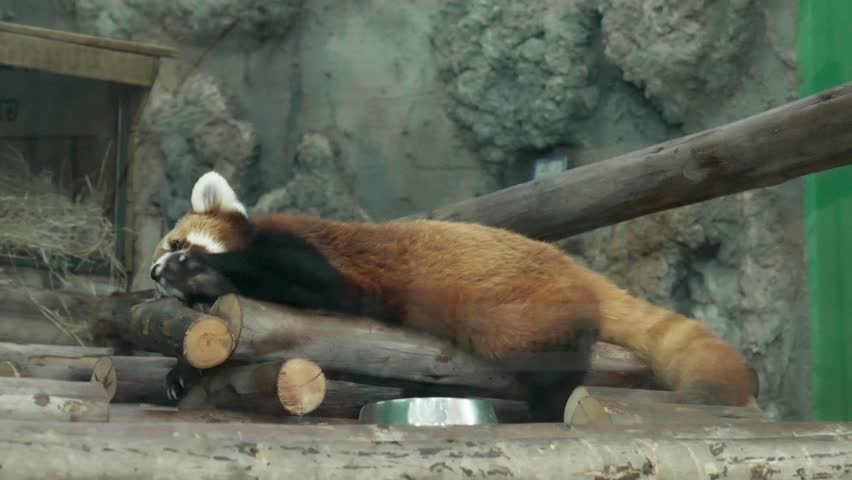 Red panda lay and stretching on a tree logs