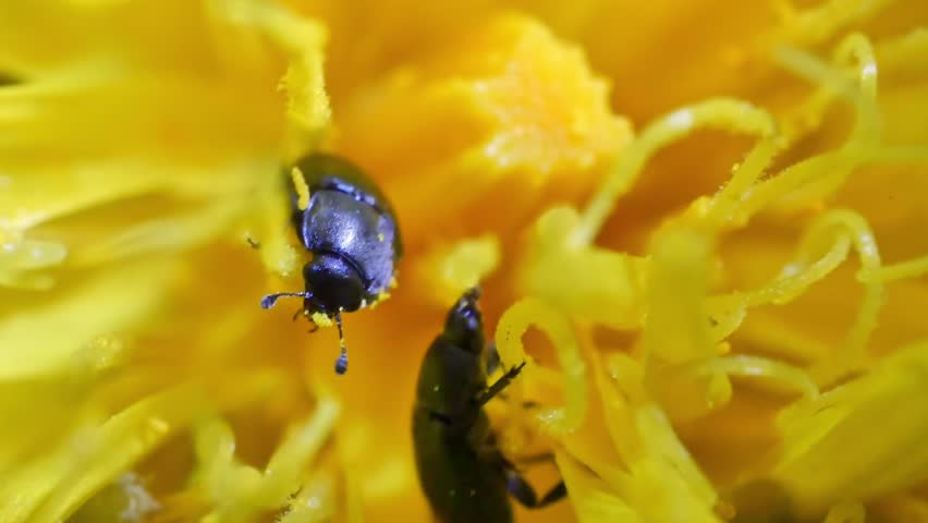 Closeup clip of common pollen beetle eating yellow flower pollen