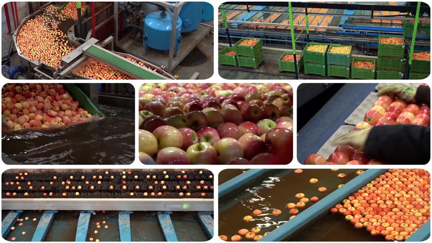Highly Automated Apple Processing Facility - Multiscreen Video Montage. Apple Washing, Grading, Sorting and Packing Line. Post-Harvest Management of Apples. Fruit Processing Technology.