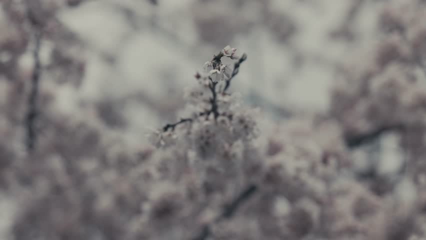 Closeup Of White Sakura Blossoms In Springtime. rack focus, slow motion