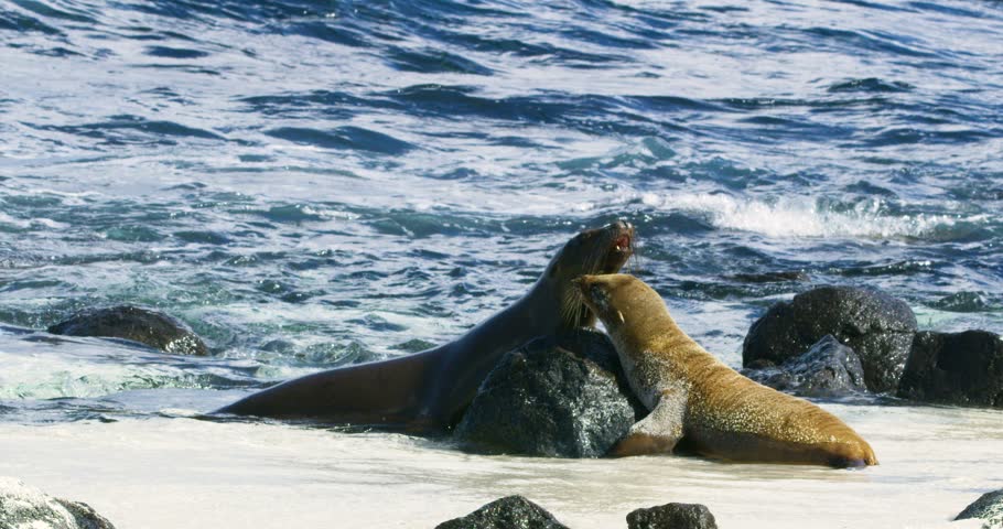 Cute sea lions kissing on South American beach.