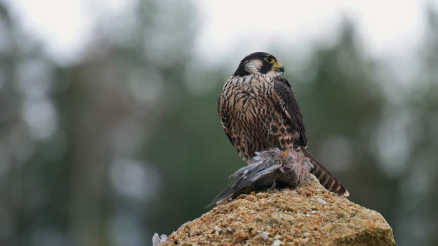 The peregrine falcon (Falco peregrinus) perching on a rock above its prey. The falcon has caught a pigeon and is feeding. 4K  resolution