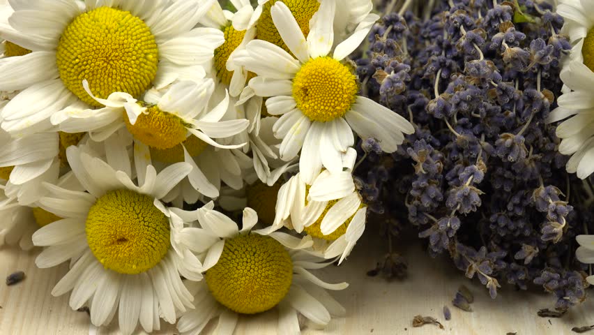 Collected plants for herbal medicine and cosmetics. Bunches of fresh chamomile and bouquets of dried lavender lie on the table, natural background