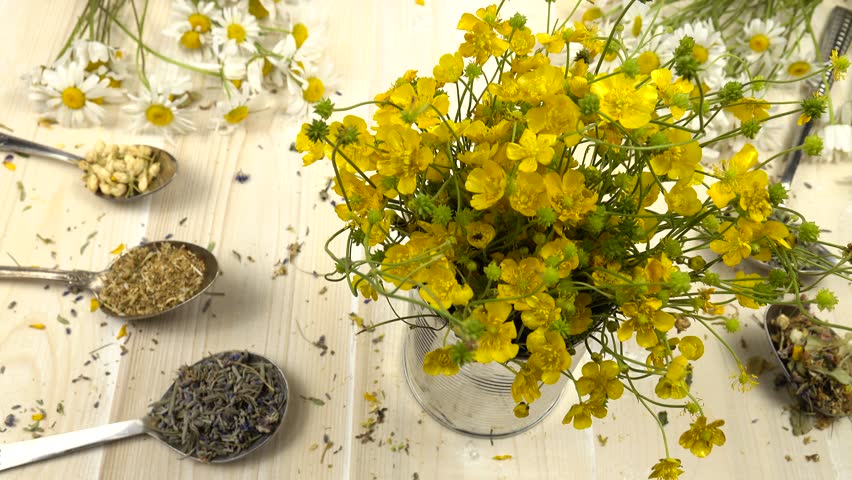 Dried plants for herbal tea, medicine and cosmetics in the different metal spoons, bunches of fresh chamomile and bouquet of fresh yellow buttercups in a can are placed on a  white wooden table