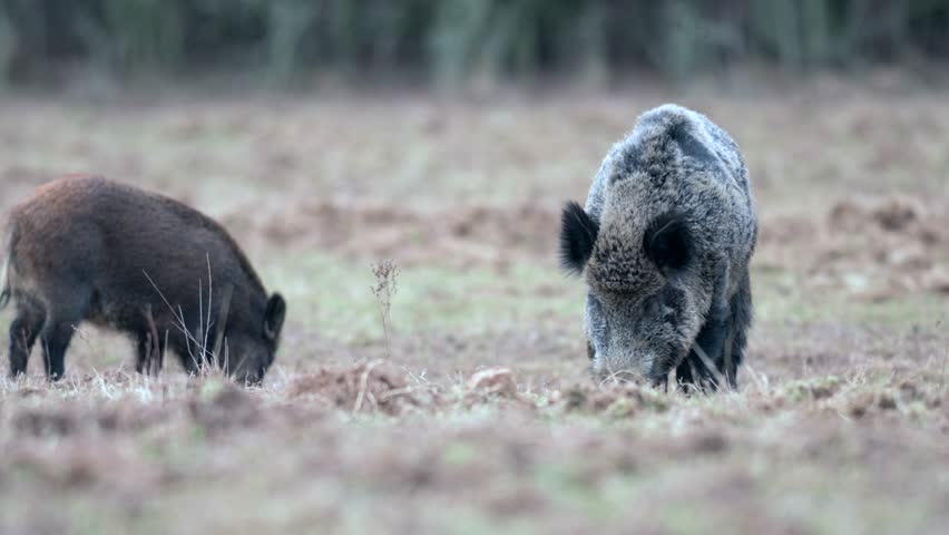 Wild boar (Sus scrofa or wild pig) is looking for food in a winter field. Heads down and hooves digging into the ground. 4K resolution