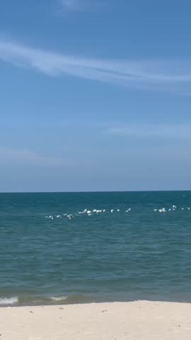 Midday sky and flying birds