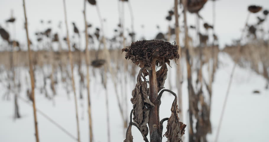 Non harvested dry sunflower in uncultivated field with snow in wintertime, food crisis in natural disaster. Close-up shot