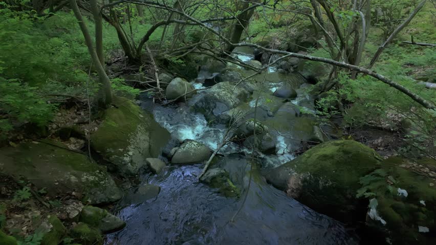 River flowing through a lush, green forest. Mossy boulders and dynamic sunlight enrich the beautiful scenery. Slow-motion footage of the Vkadaya river in Vitosha mountain, near Sofia, Bulgaria.