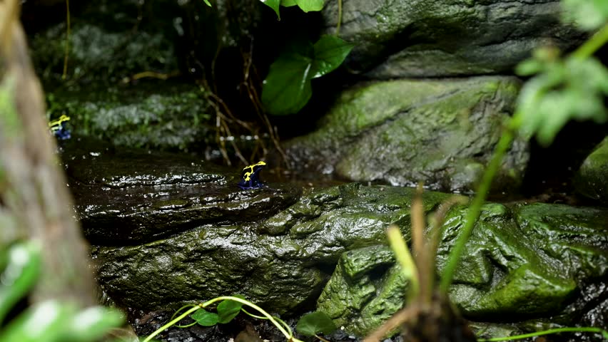 A frog moves across a rocky surface