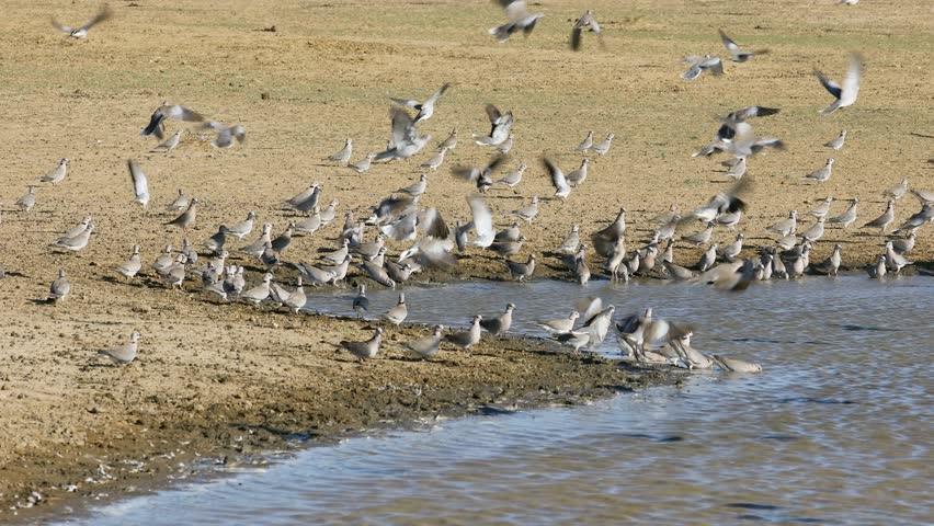 A black-backed jackal (Canis mesomelas) hunting and eating a Cape turtle dove, Kalahari desert, South Africa