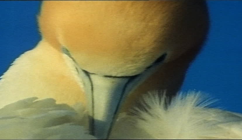 Australasian Gannet