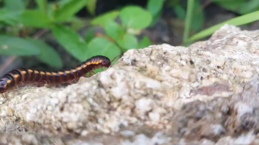 Black centipede walking on a rock with a background of green plants