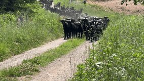 Black goats growing up on a natural ranch - Powered by Shutterstock - Get 15% off with code: PIKWIZARD15