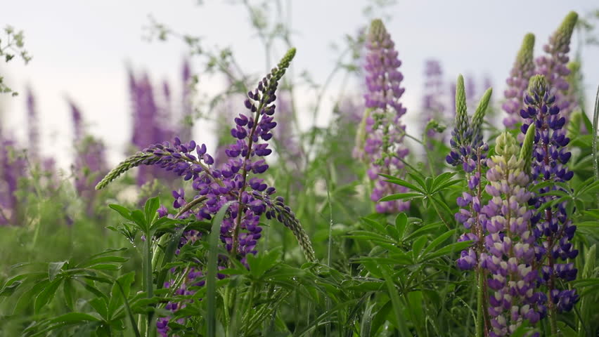summer view of a lupine field against a background of grass and sky