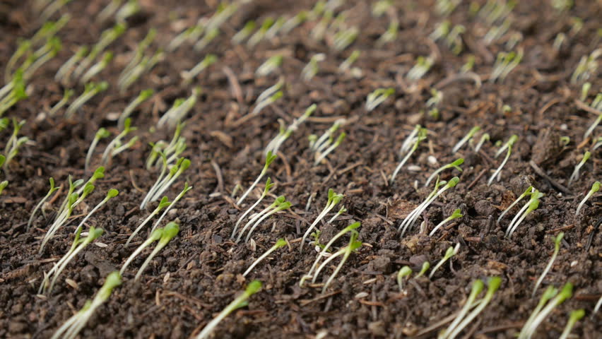 Lettuce seedling in soil