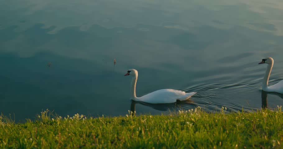 Swans gracefully swimming near a grassy lakeshore at sunset in Jarun Lake, Zagreb Croatia