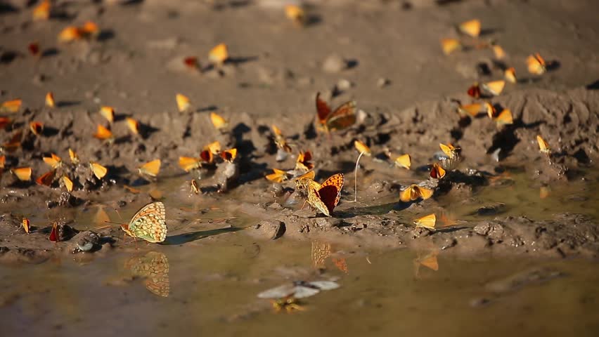 Many butterflies sit on the shore of a pond, drinking water. Orange butterflies in a large cluster.