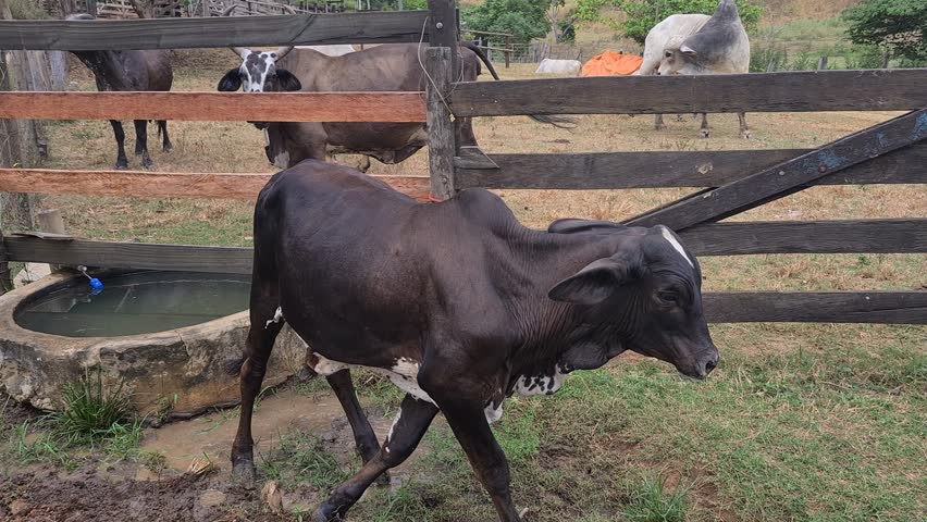 Zebu cattle, Zebuino, are the result of crossing between the Guzerá, Gir and Nellore