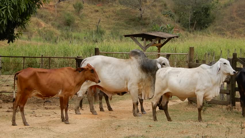 Zebu cattle, Zebuino, are the result of crossing between the Guzerá, Gir and Nellore