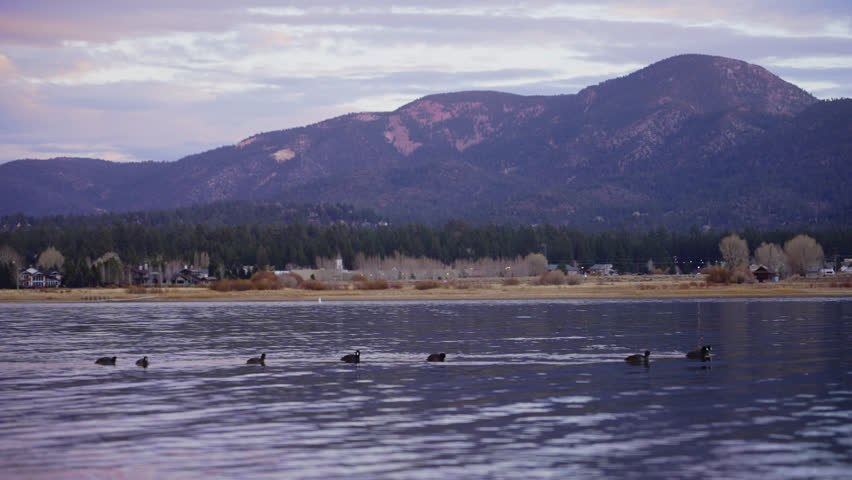 Family of ducks float near shoreline of Big Bear Lake California with mountain backdrop
