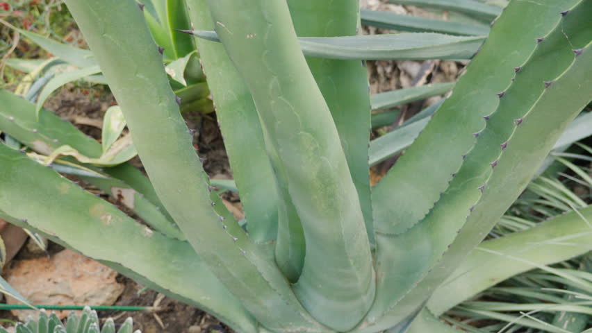 Close up of green aloe vera plant in natural setting