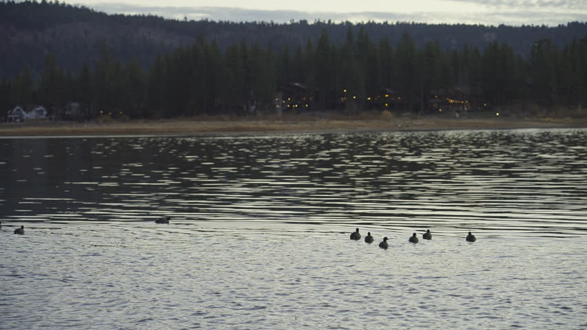 Family of ducks float gracefully on shoreline of lake with pine tree forest and homes in distance
