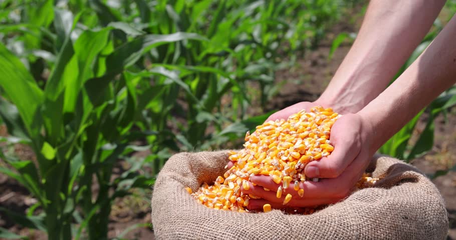 Corn grains in the hands of a successful farmer, in a background green corn field. Close up of hands full of corn in a jute sack from a young farmer, slow motion. Spring sunny day