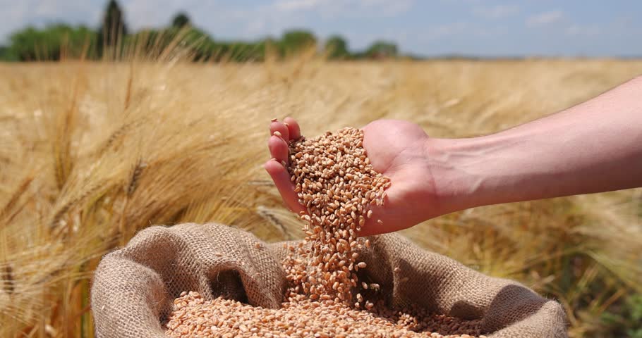 Wheat grains in the hand of a successful farmer, in a background ripe barley field. Close up of hand full of wheat from a young adult farmer, slow motion. Spring sunny day