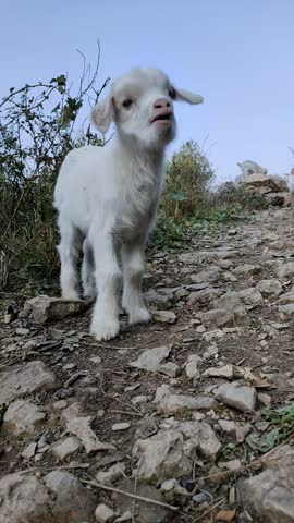 cute baby goat standing on a grassy field.