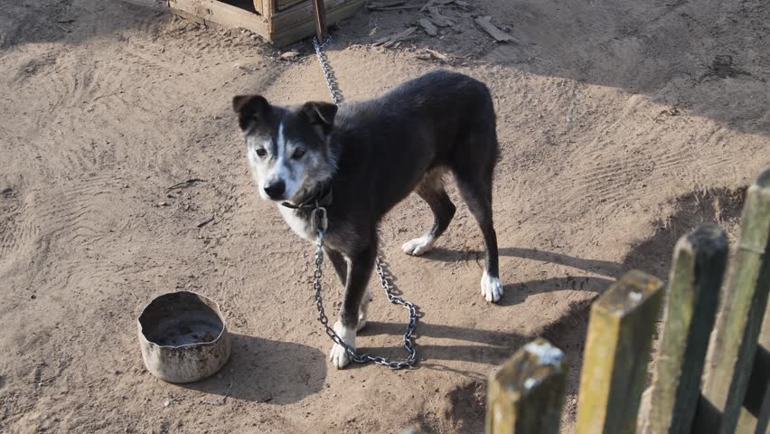 A country dog on a chain.