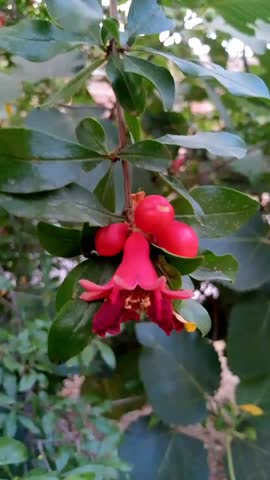 The beautyful buds of pomegranate 