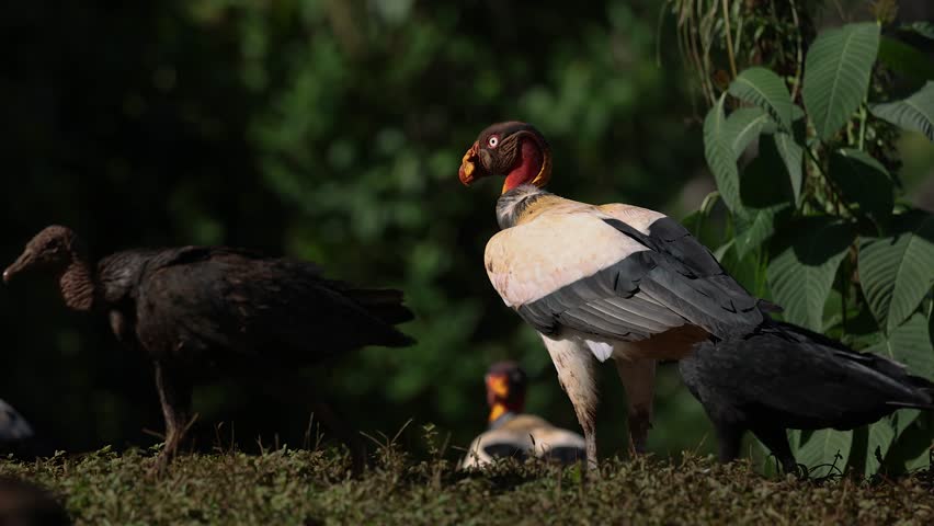 King vulture in the rainforest of Costa Rica 
