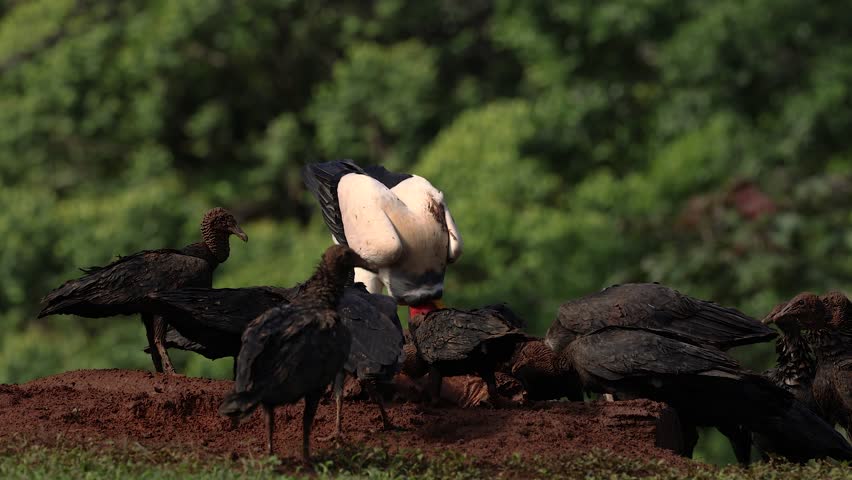 King vulture in the rainforest of Costa Rica 