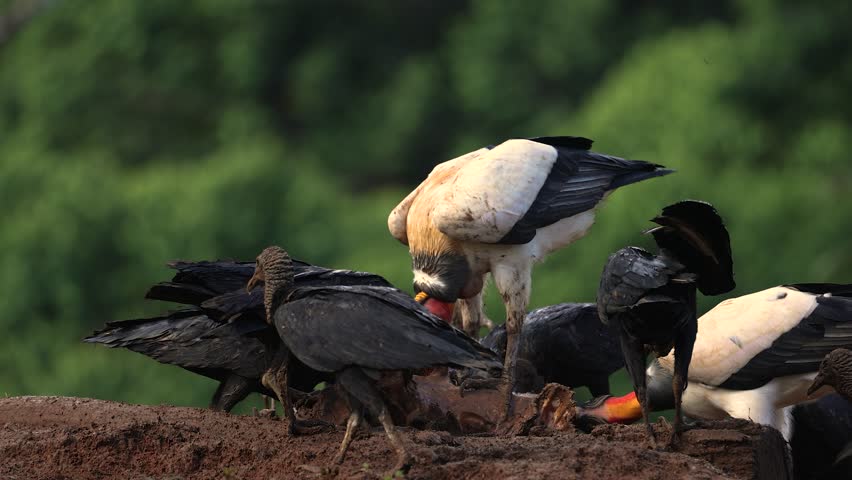 King vulture in the rainforest of Costa Rica 