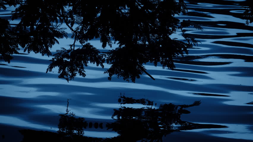 Moody Dark Water Surface With Branches Reflecting
