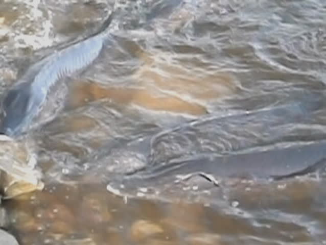 Lake Sturgeon Spawning on the Wolf River in Wisconsin 