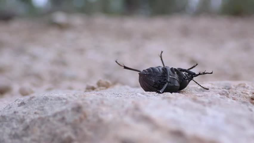 Armored bug lies belly up until a friendly finger turns it over. An allegory of he fragility of nature and the need for action by humankind to live in balance with it.